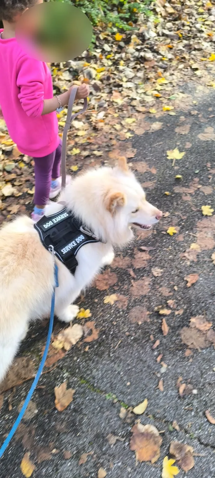 Enfant accompagnant le chien médiateur en laisse lors d'une promenade thérapeutique