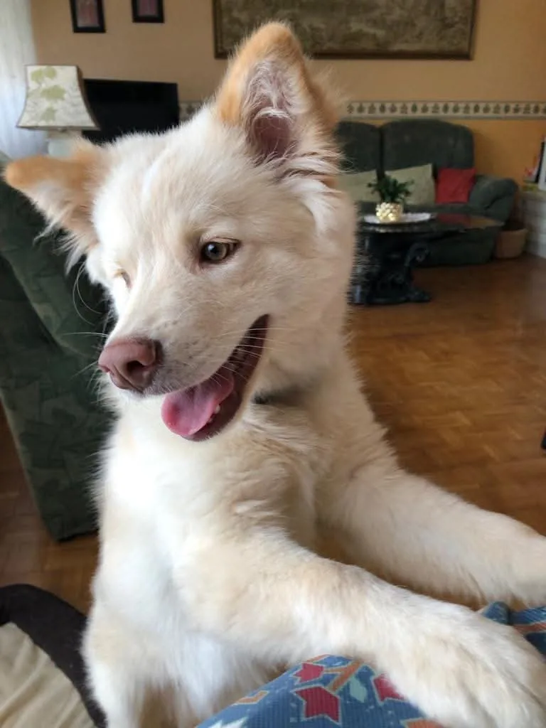 Tips jeune chien blanc, langue sortie, une oreille dressée, dans un salon