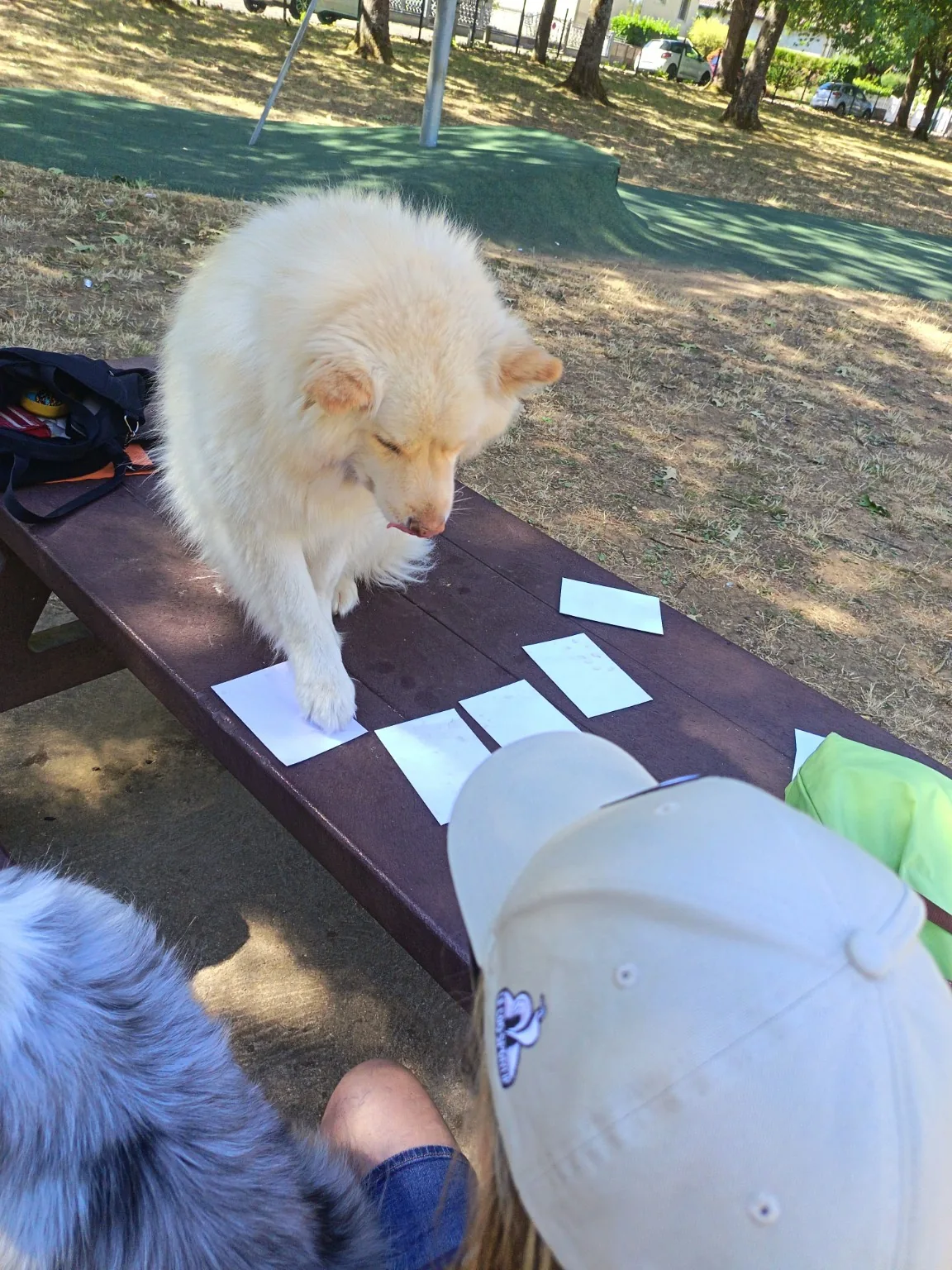 Tips debout sur une table de pique-nique en extérieur, posant la patte sur une carte en papier parmi plusieurs cartes disposées