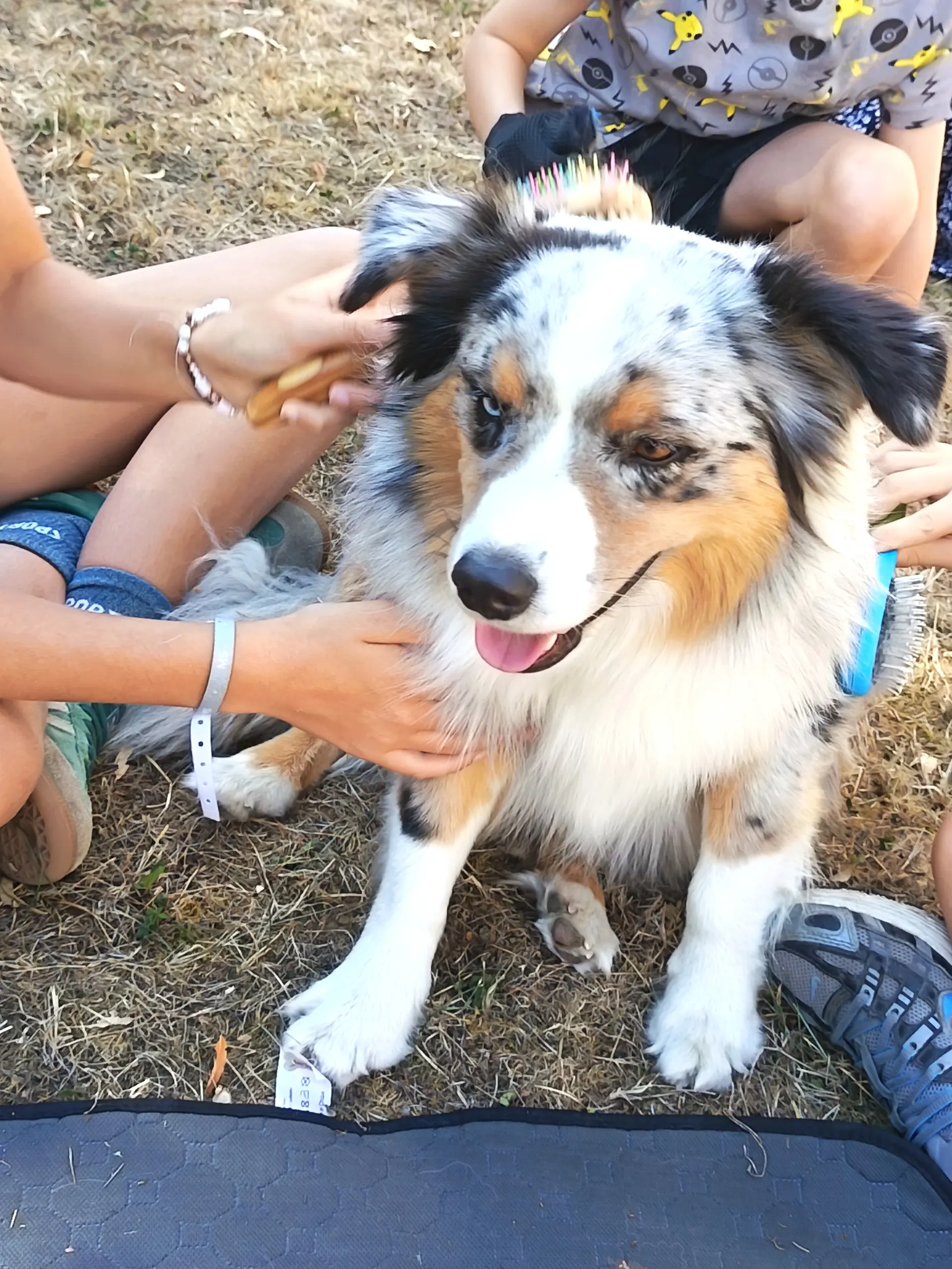 Des enfants assis dans l'herbe brossent un berger américain miniature au pelage bleu merle, langue sortie