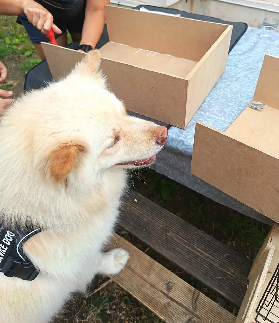Un chien blanc au harnais Service Dog, museau tendu vers des boîtes en bois posées sur une table, lors d'un atelier de flair