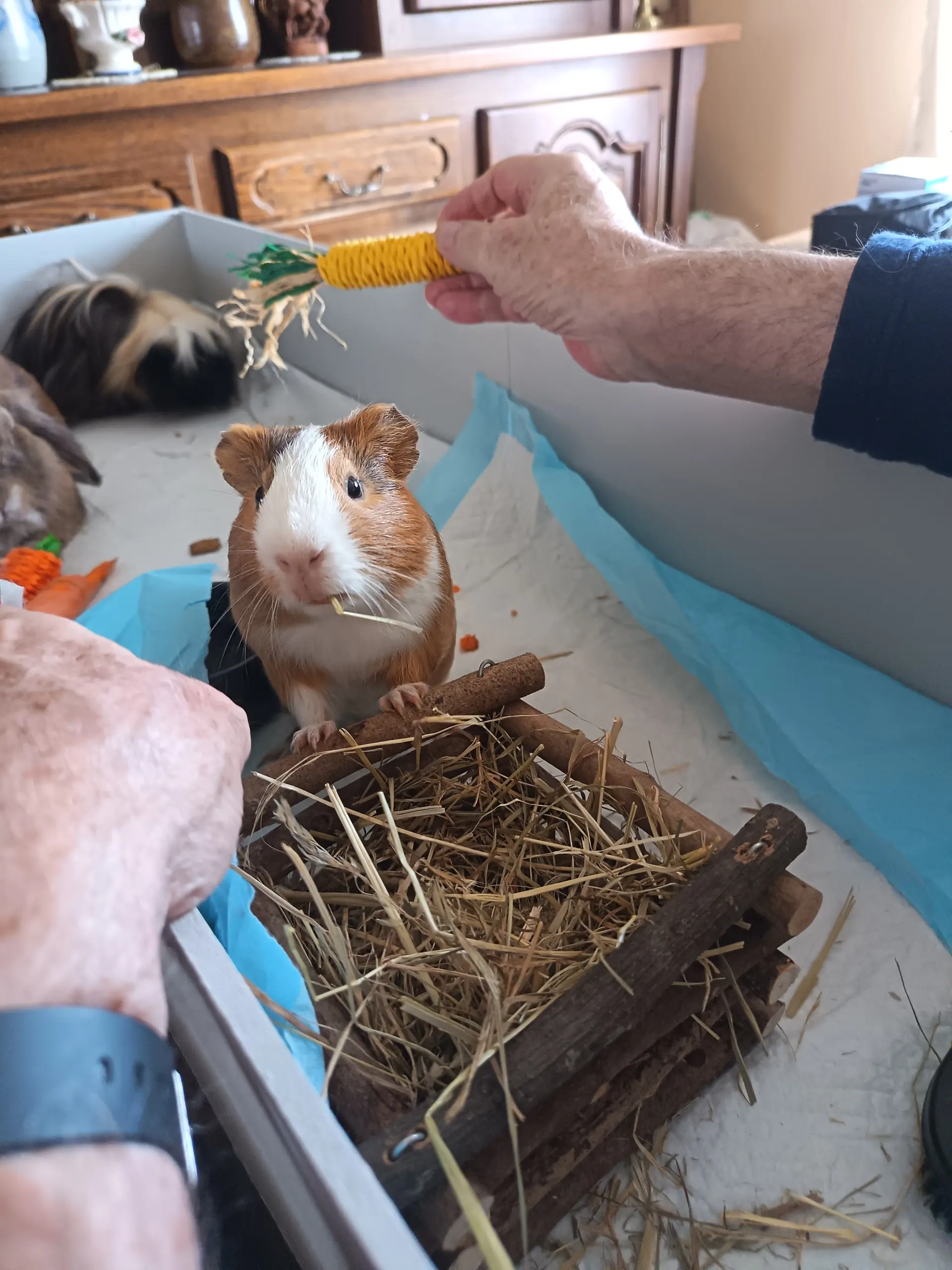 Deux personnes tendent un épi de friandise à Philippe, cochon d'Inde marron et blanc dressé dans l'enclos portatif ; Gaston, à poils longs, est allongé au fond à gauche