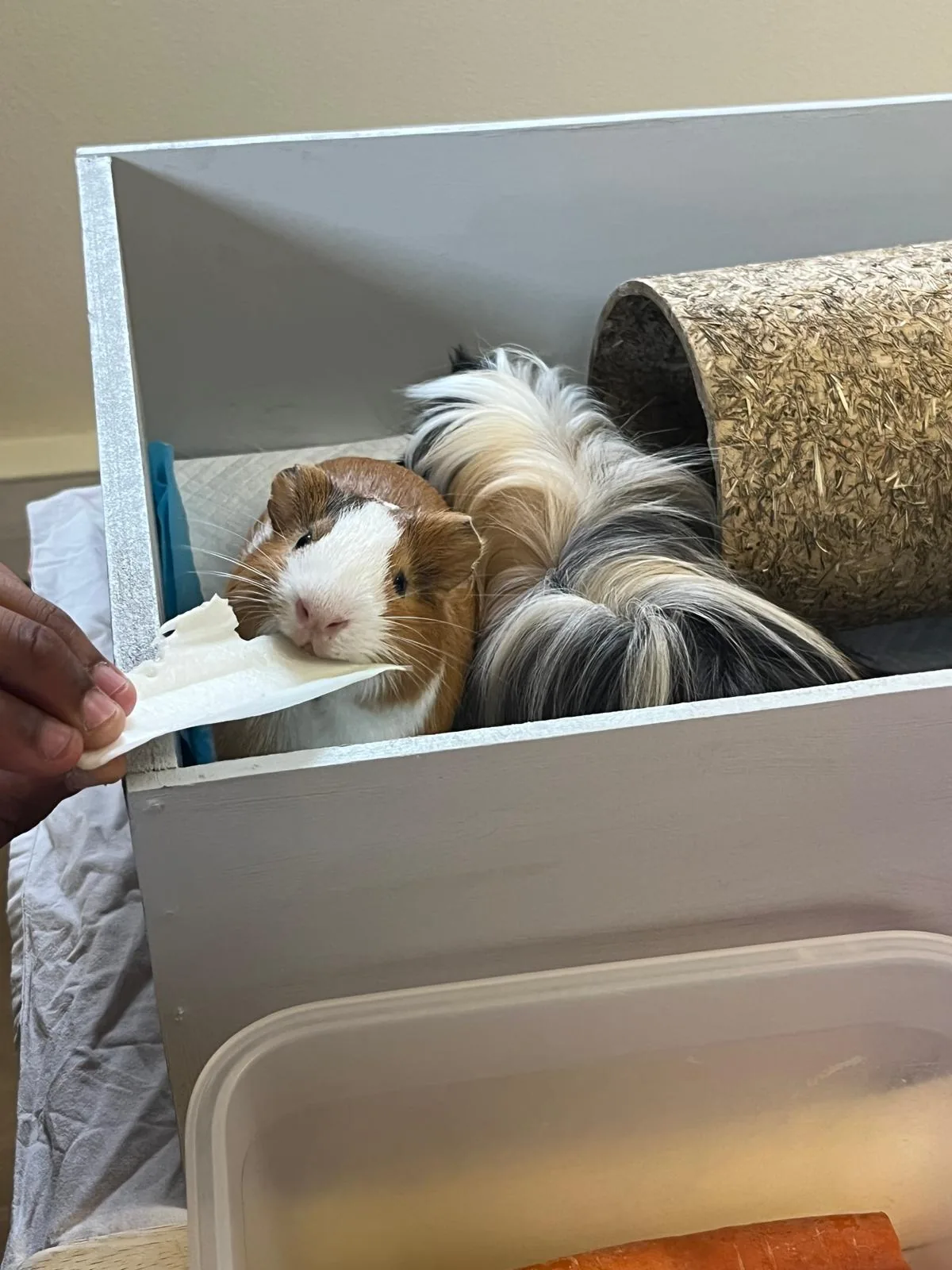 Philippe, cochon d'Inde marron et blanc, mange une feuille tendue à la main dans l'enclos portatif ; Gaston, à poils longs, est allongé derrière lui près du tunnel de foin