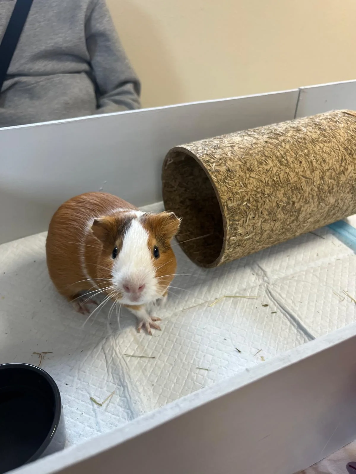 Philippe, cochon d'Inde marron et blanc, s'avance au milieu de l'enclos portatif et regarde l'objectif, le tunnel de foin derrière lui