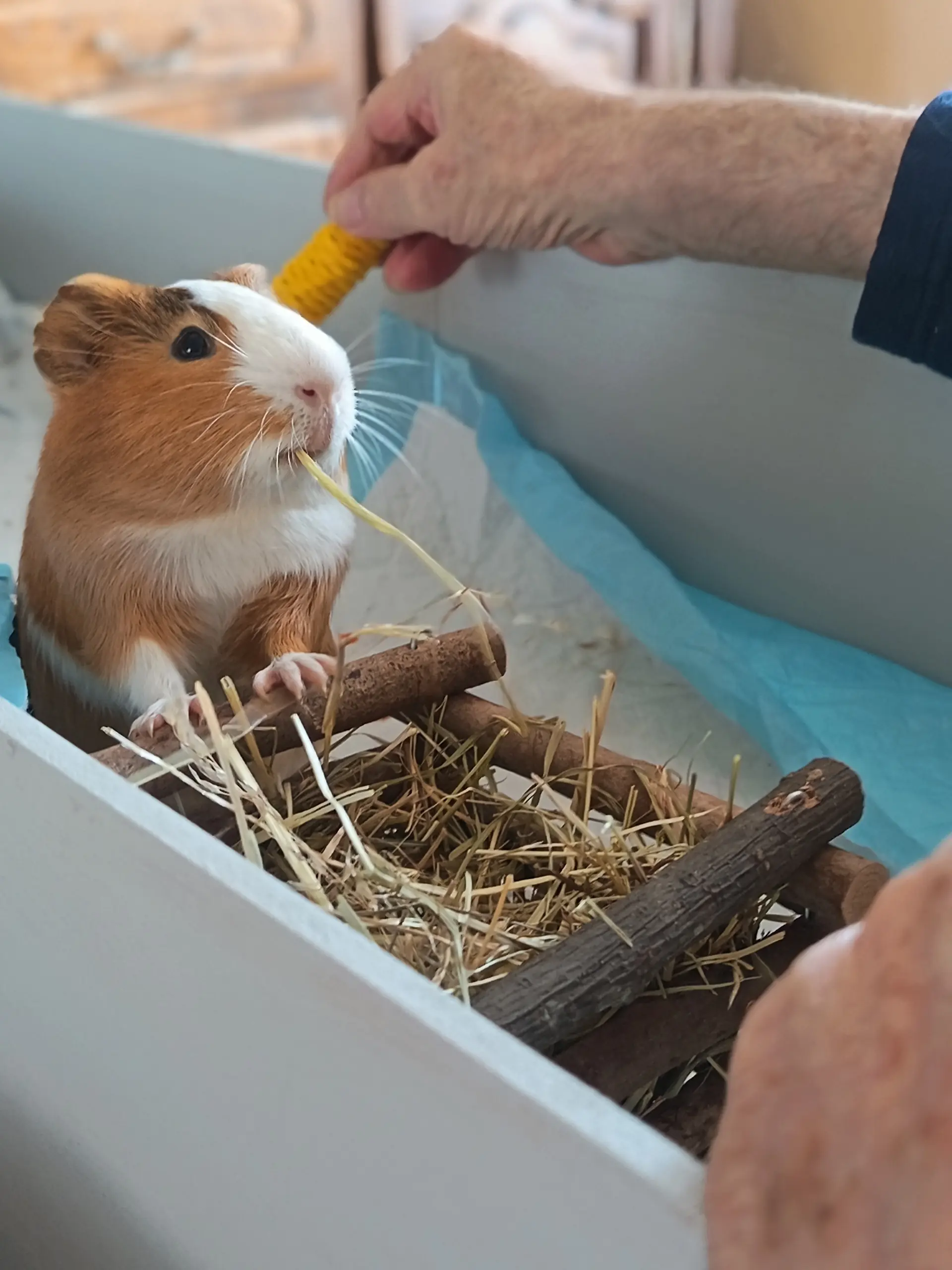 Philippe, Cochon d'Inde à poil ras — animal médiateur de Jennifer De Groeve